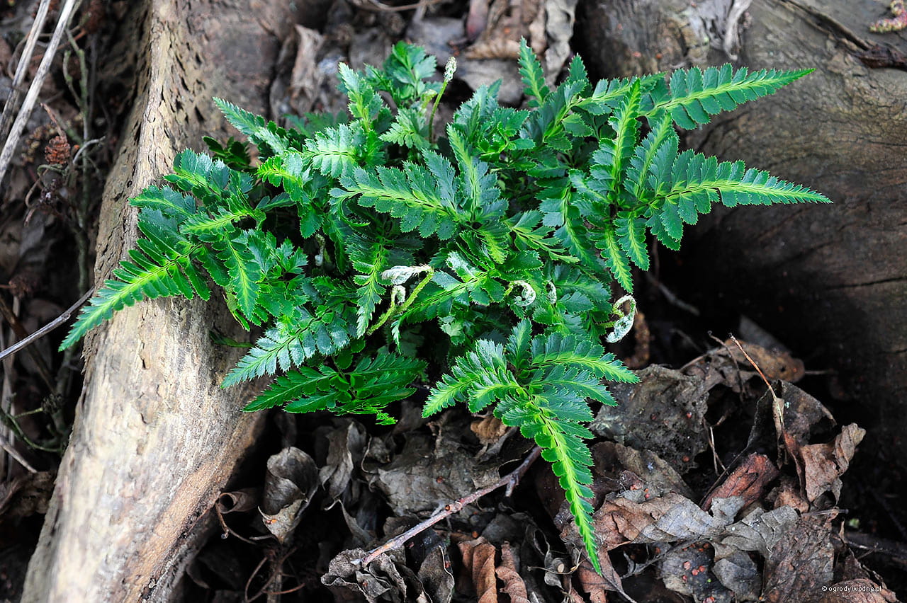 aristata variegata.jpg